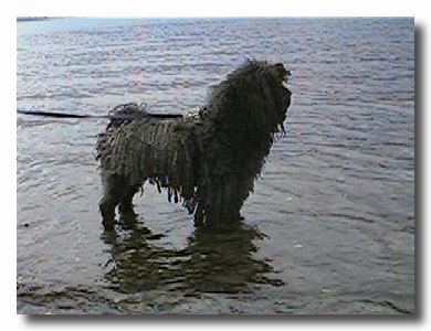 Harley paddling in Loch Earn